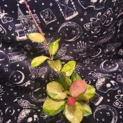 Beautiful Hoya Plant