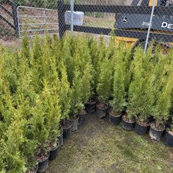 Emerald Green Arborvitae Trees