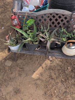 Plants