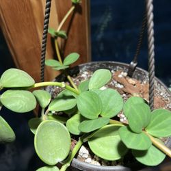 Peperomia ‘Hope’ Houseplant 