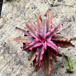 cryptanthus plant