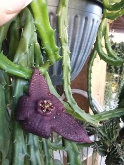 Estapelia