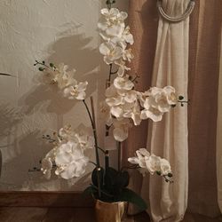 Orchids