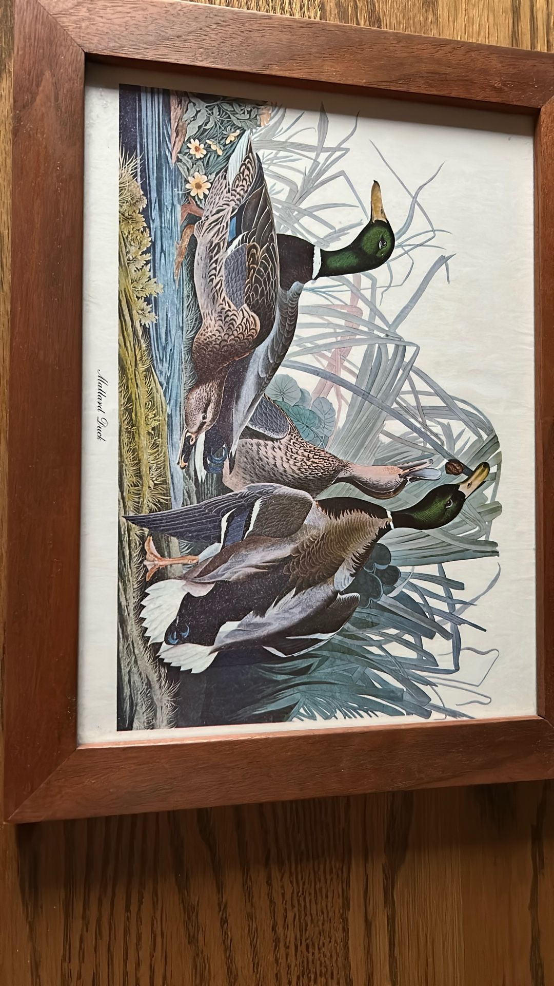 National Audubon Society. Mallard Duck Print