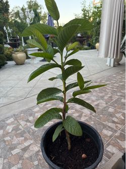 Guava beautiful fresh plant