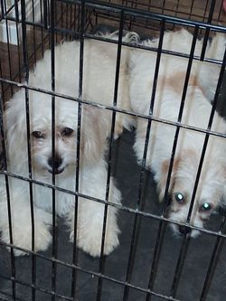 Free to good home