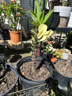 corona de cristo flor grande