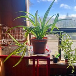 Healthy Hawaiian spider one and Half year mature plant With Baby