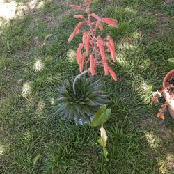 Bendo Este Hermozo Cactus