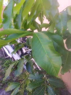 Ackee tree