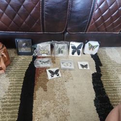 real butterflies