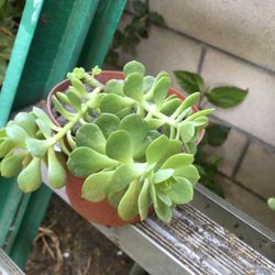 Suculenta
