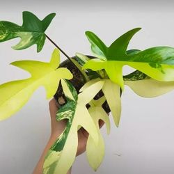 Philodendron Florida Beauty Variegated 