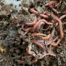 For Garden, Or Aquarium Fishes 