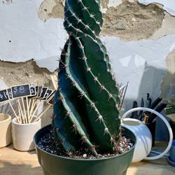 Spiral cactus