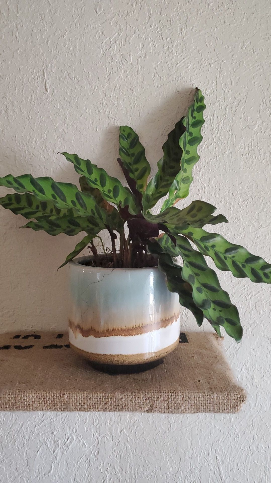 Plant. Tropical. Will give care instructions. Had it for a few months, and am moving out of state.