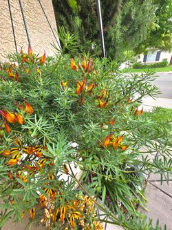 🌿🦜 Parrot’s Beak (Lotus berthelotii)🔥🌿