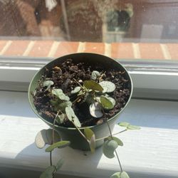 String Of Hearts