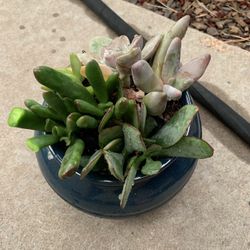Succulent Bowl