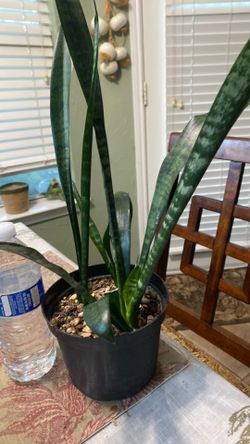 Snake plant (SANSIVERIA)