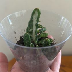 Variegated Joseph’s Coat