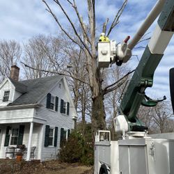 Professional Tree Work