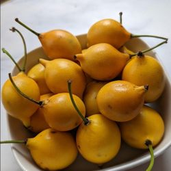 Lemon Drop Mangosteen  Trees  In 3gal 