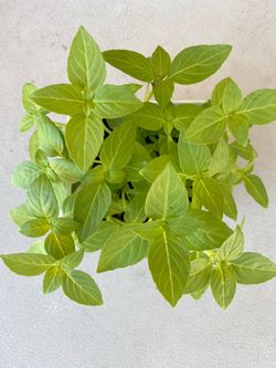 Basil plant