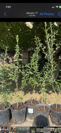 Olive trees under 2 foot tall $15 each