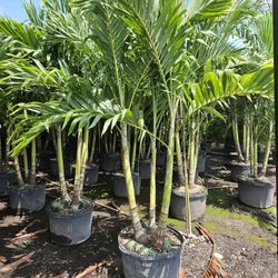 crhistmas Palms Adonidias over 8 feet tall