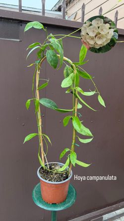 6” hoya campanulata