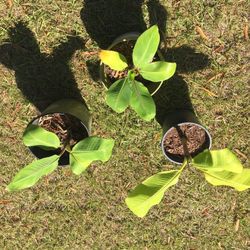 Banana Plants About Knee High 