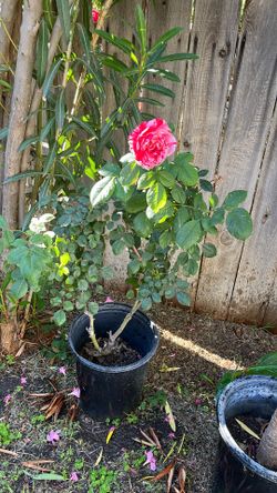 Rose Bush