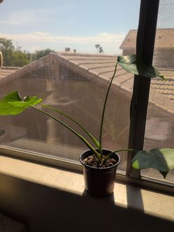 Monstera Deliciosa
