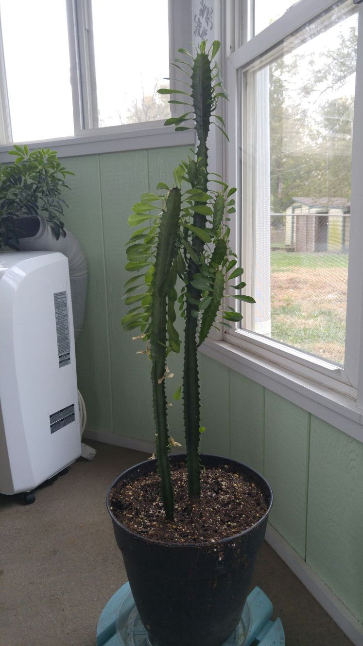 Jade Tiger Cactus (Euphoria Trigona)