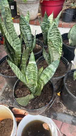 Snake plant, lengua de suegra