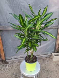 Dracaena Plant 3' to 3.5' Tall 8" Nursery Pot