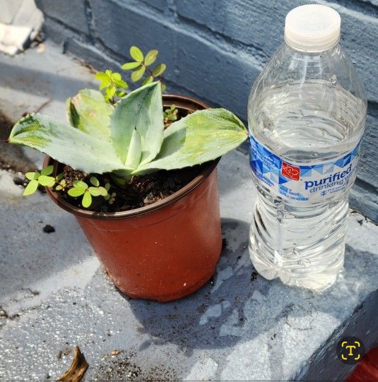 Agave Century Cactus