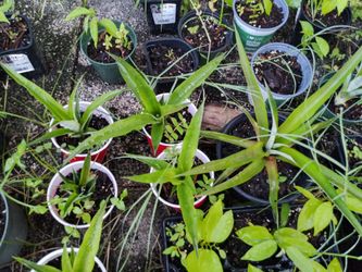Florida Special Pineapple Plants