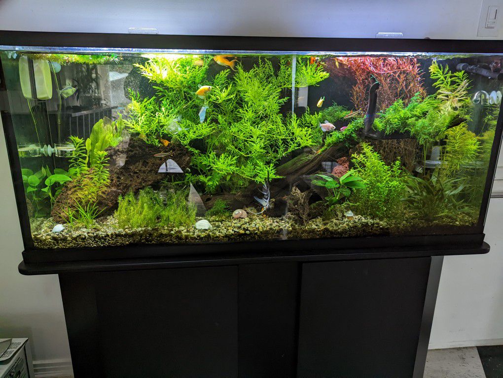 Fish Tank Plants