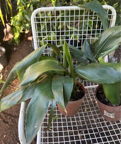 Cast Iron Plant (Aspidistra