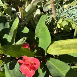 Corona De Cristo Y Muchas Plantas Más 