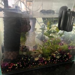 Fish Tank With Plants 