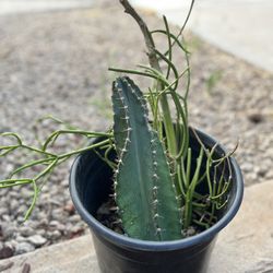 Cactus Sale 