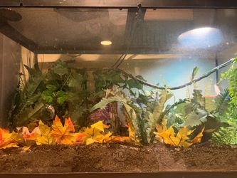 40 gallon tank