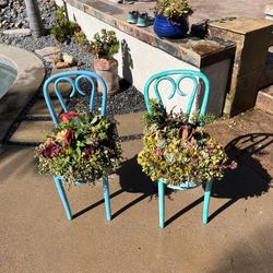 Succulent Chairs Garden Nursery Plants