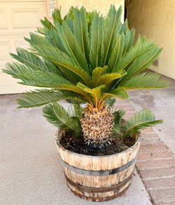 Beautiful Large Sago Palm With Babies