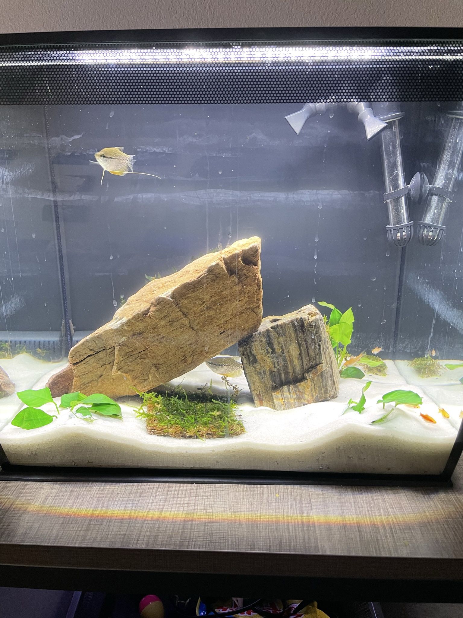 10 Gallon Fluval Fishtank