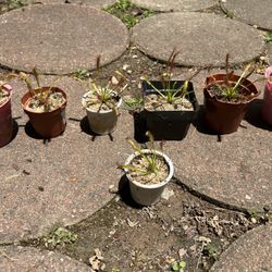 Sundew Pond/Aquatic Plants (pls Read Description Below)
