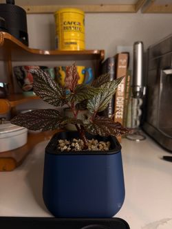 Angel Wing Begonia ‘Cracklin’ Rosie’ w/ Self-Watering Pot 1